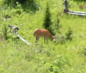 Montana 09 184